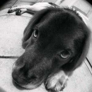 Meet your Posher, Yarely